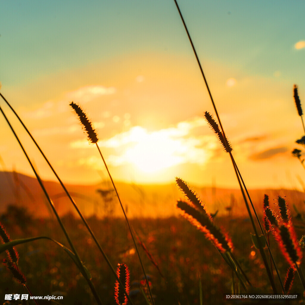 夕阳下的田野美景