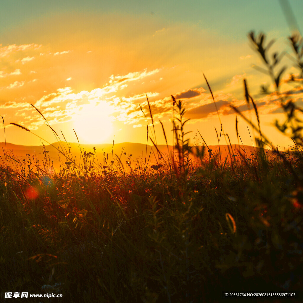 夕阳下的草地美景