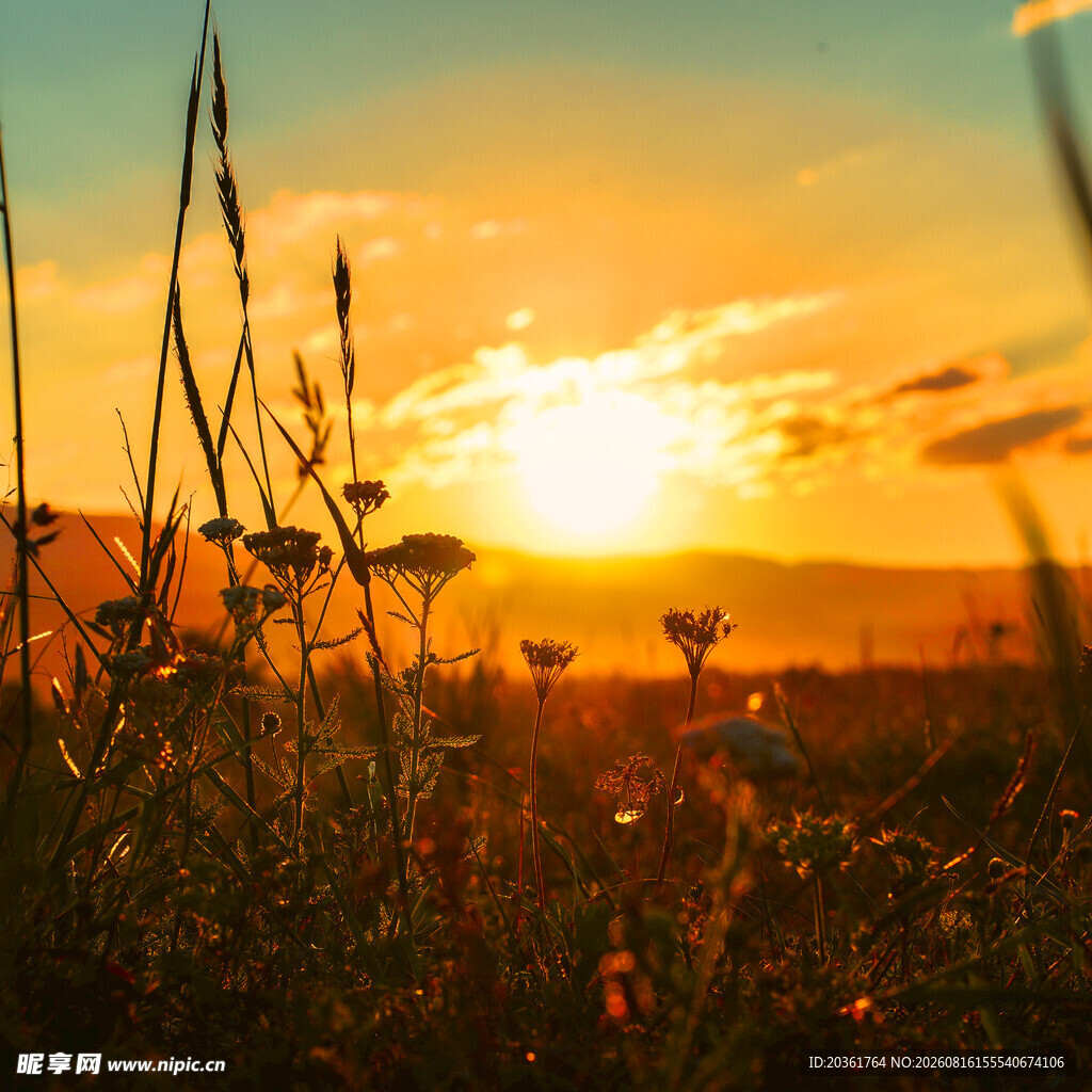夕阳下的花草美景