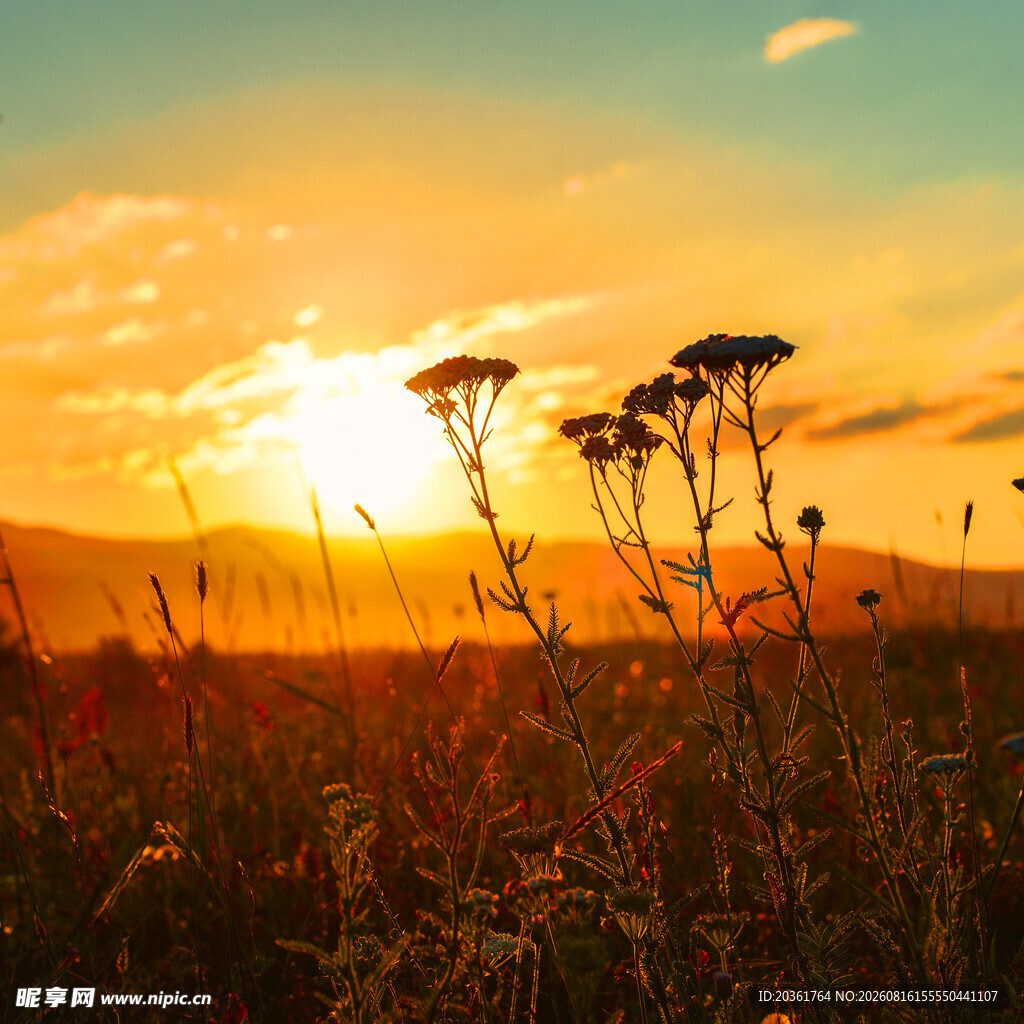 夕阳下的田野植物景观