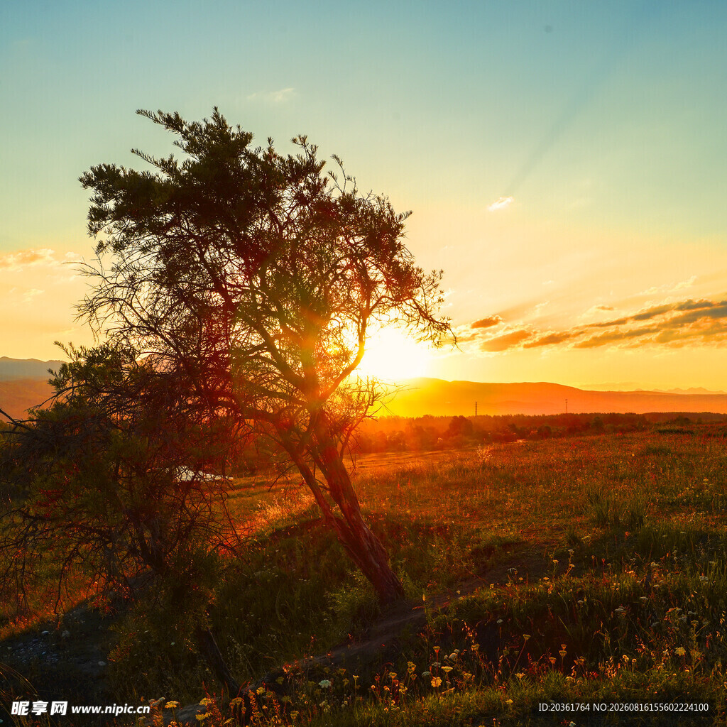 夕阳下的孤树与广袤田野
