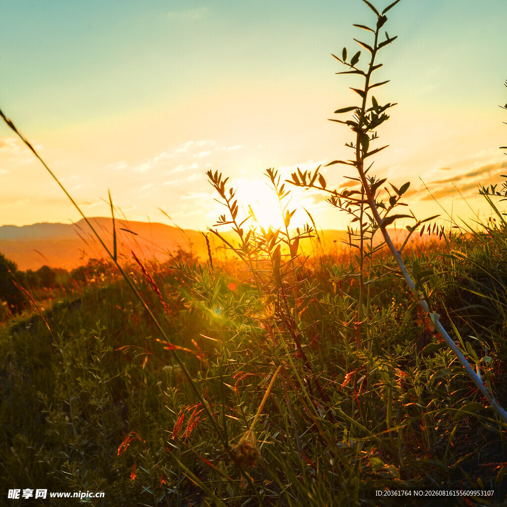夕阳下的草地植物美景