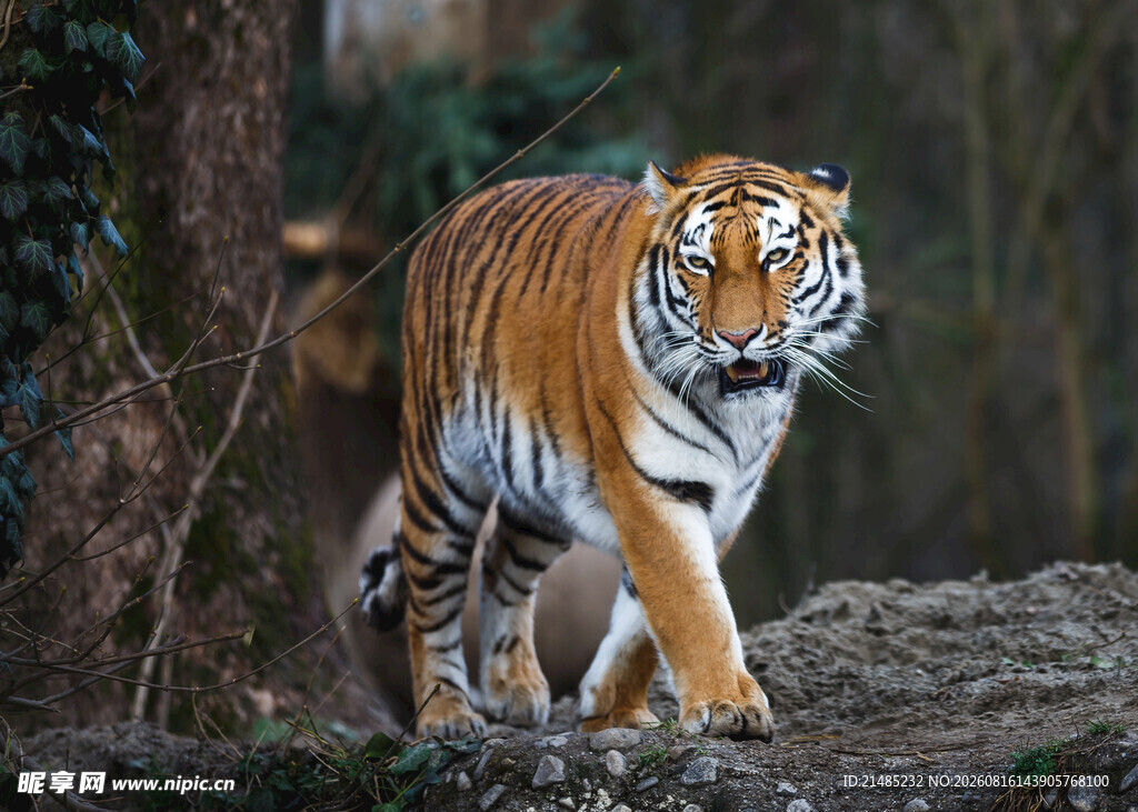 森林中行走的斑斓猛虎