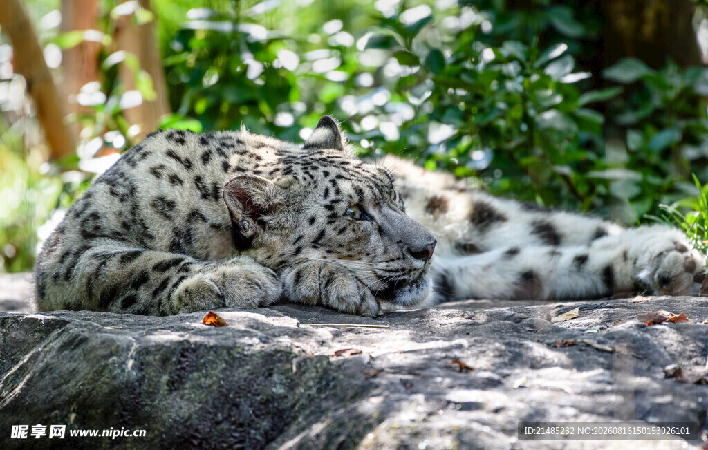 岩石上休憩的雪豹