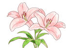 百合花  水彩风格