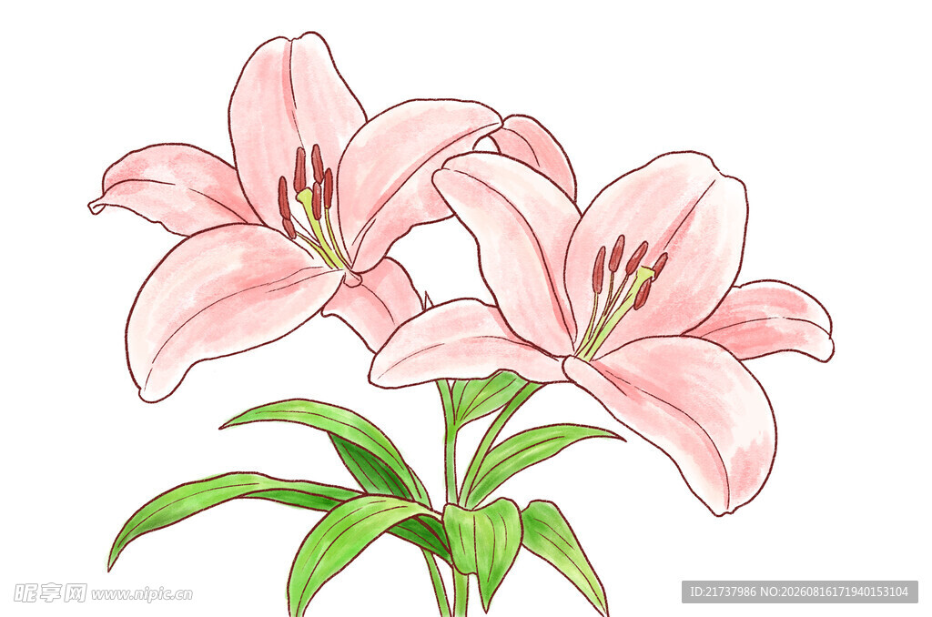 百合花  水彩风格