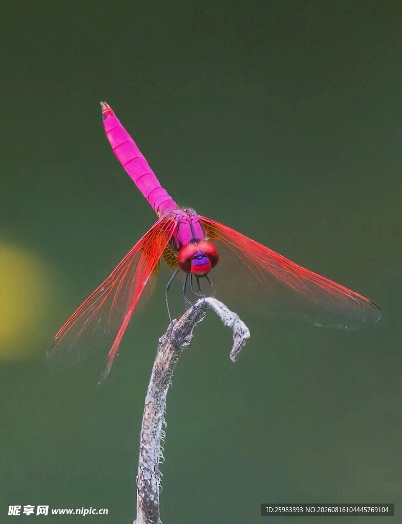 蜻蜓