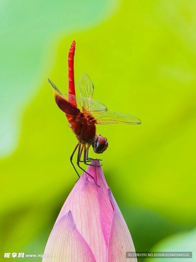 蜻蜓