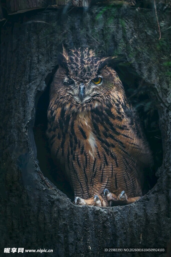 猫头鹰