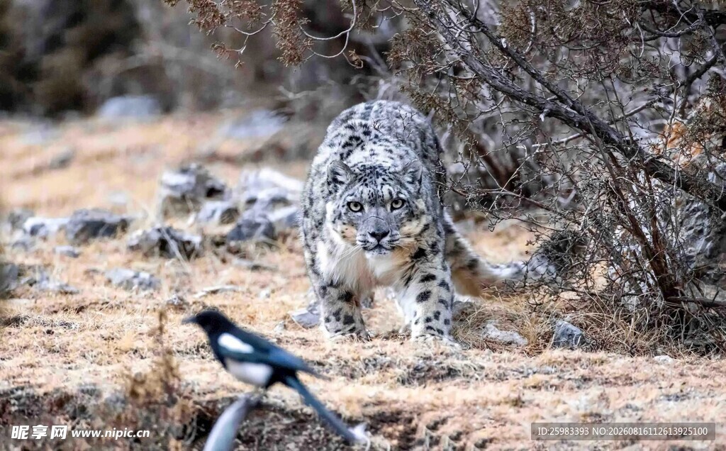 雪豹