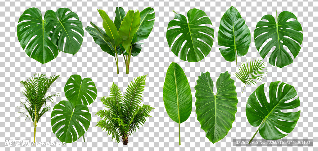 热带绿植叶片