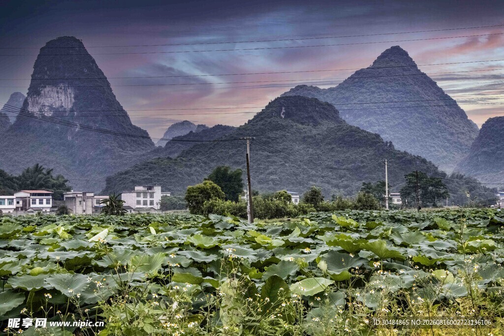 柳州太阳村荷花风景