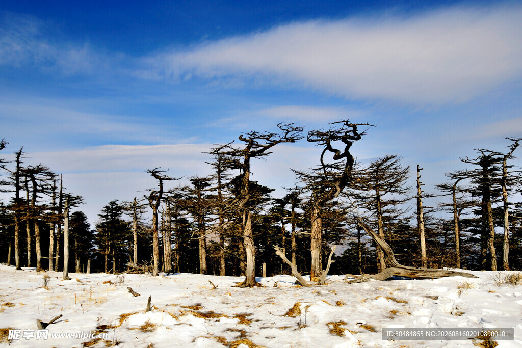 雪覆枯树林