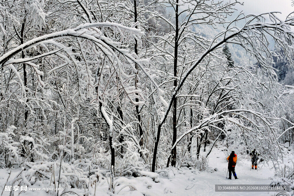 雪林漫步