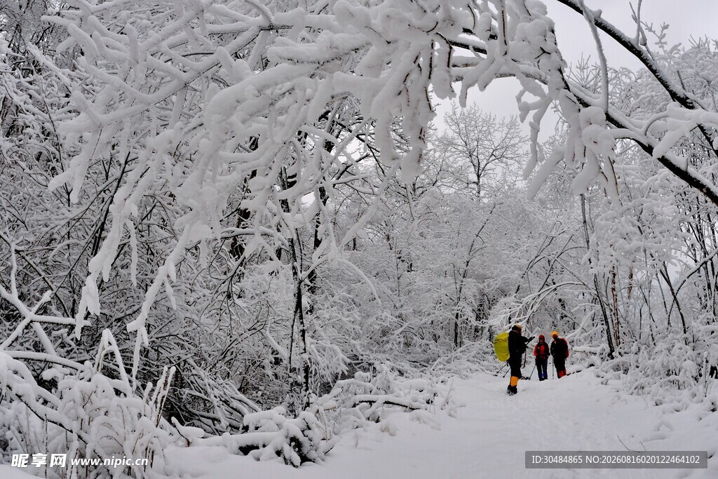 雪林漫步
