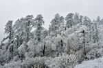 雪覆山林美景