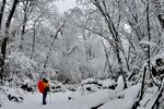 雪地中红衣人漫步山林