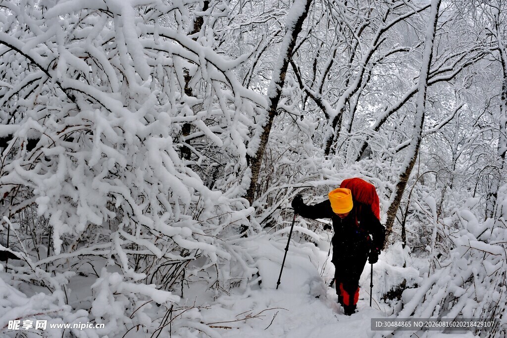 雪地徒步者穿行于雪林间