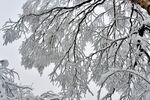 雪覆树枝的冬日美景