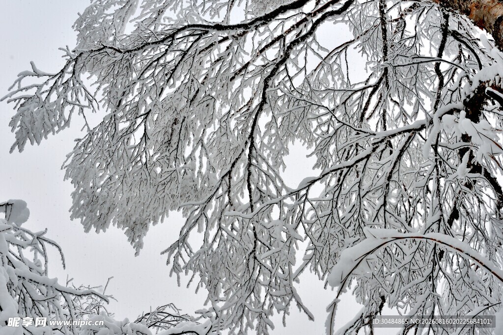 雪覆树枝的冬日美景