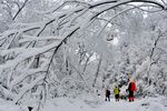 雪覆树枝下的行人景观