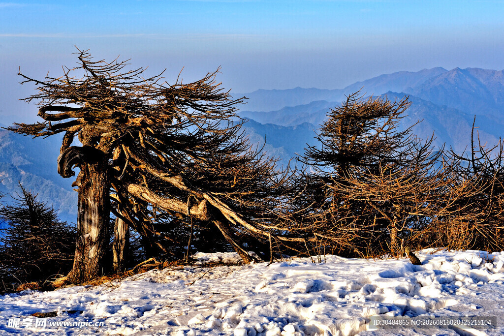 雪中山巅枯树景观