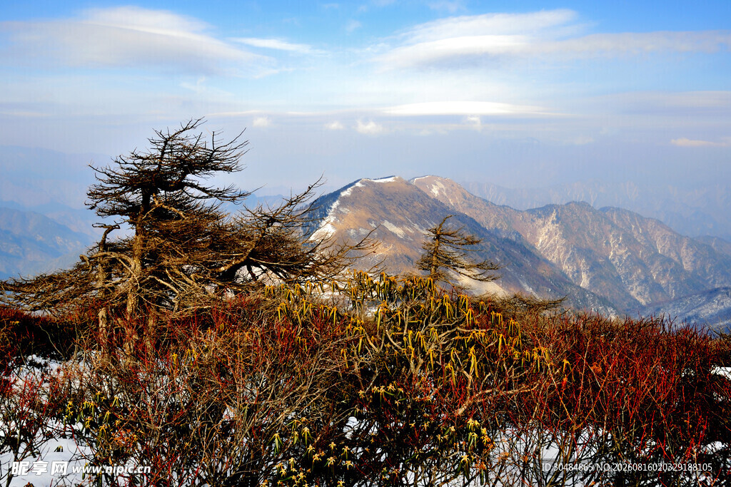 山间秋景与孤松