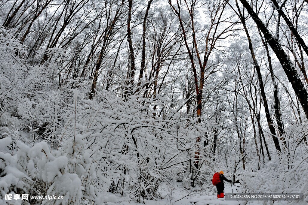 雪林独行