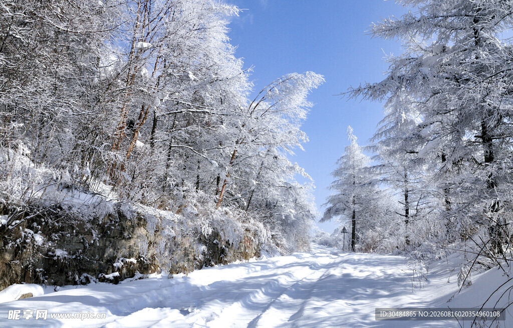 冬日雪林美景