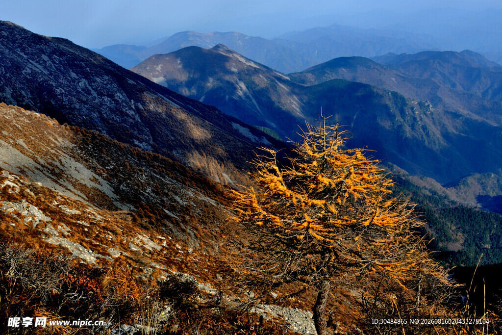 秋日山间孤树美景