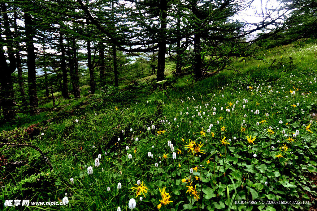 山间野花盛开的翠绿草地