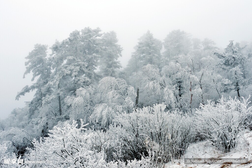 冬日雪覆山林美景