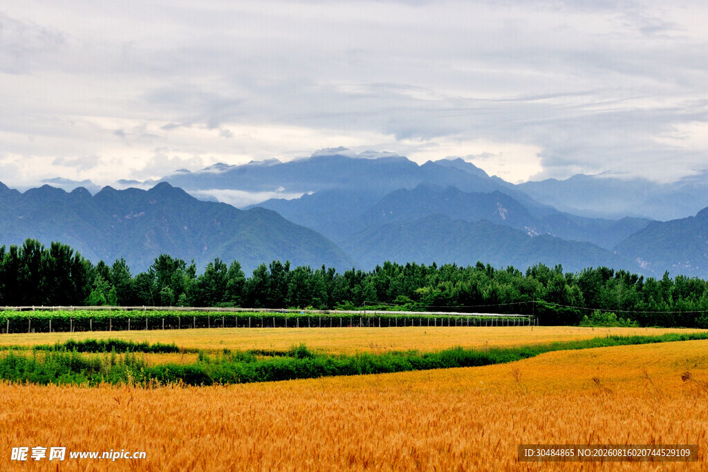 金黄田野与远山美景