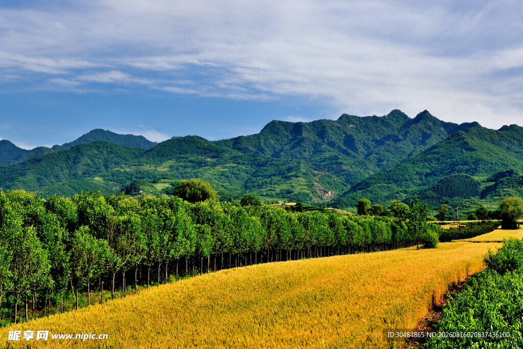 金黄田野与葱郁山林美景