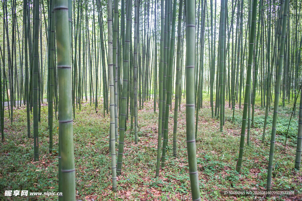 竹林秋色落叶点缀其间