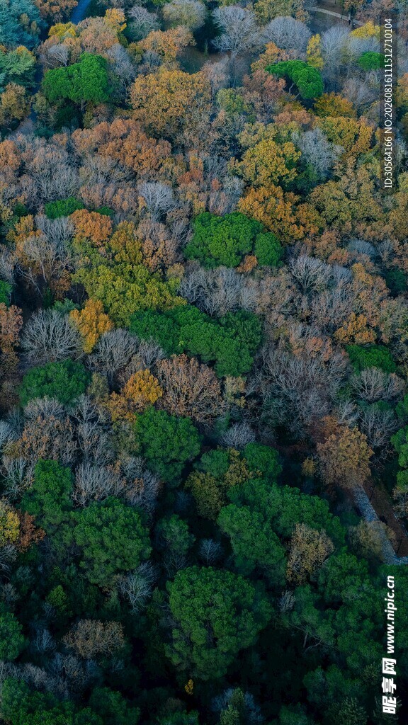 户外秋季森林树木背景