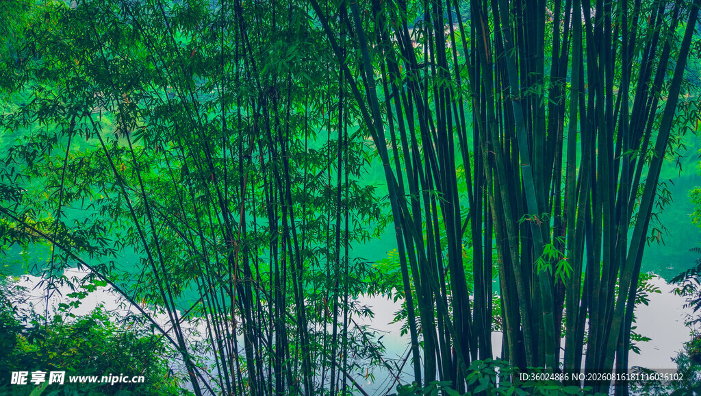 翠绿竹林中的自然景致