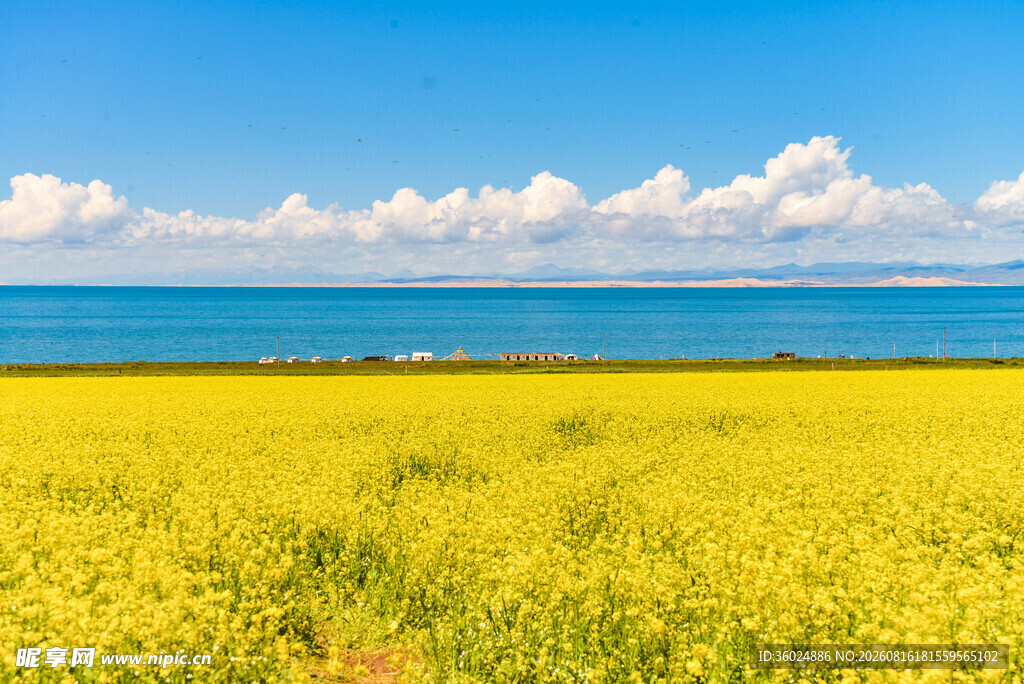青海湖畔金黄油菜花海