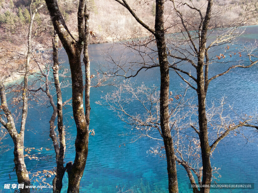 湖畔枯树蓝水静美之景