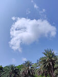 蓝天下的白云与棕榈树
