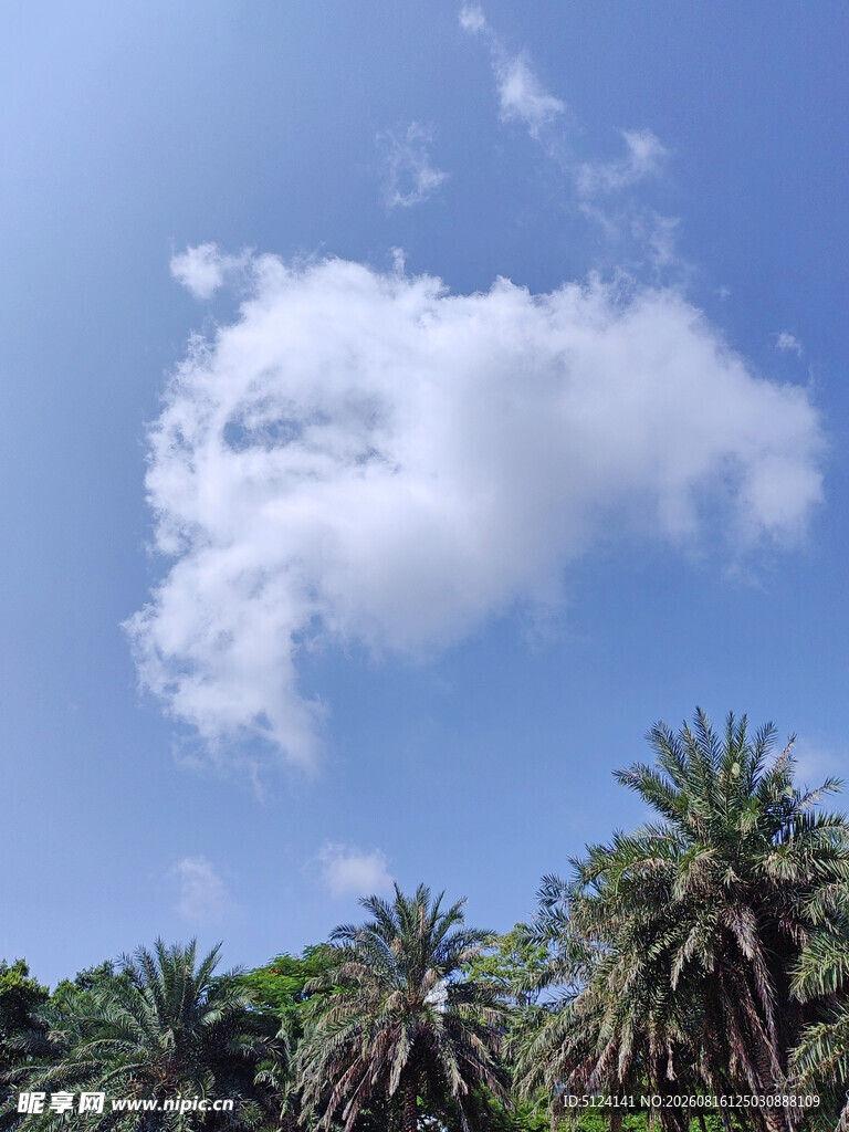 蓝天下的白云与棕榈树