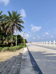 海滨道路旁的棕榈树景观