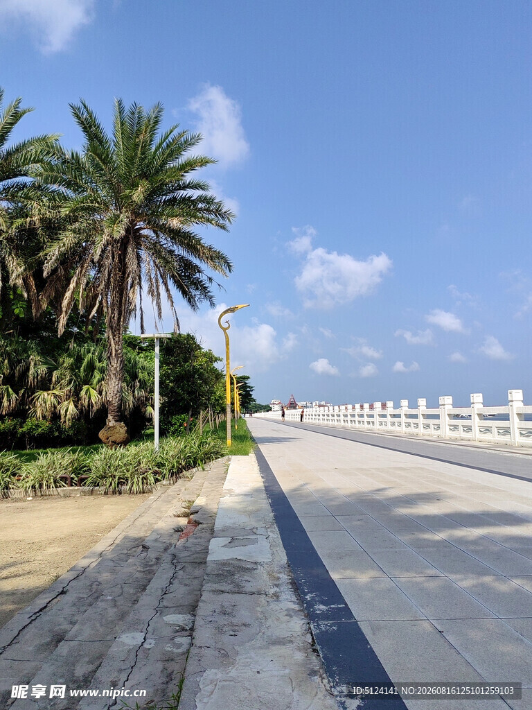 海滨道路旁的棕榈树景观