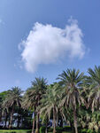 蓝天椰林风景