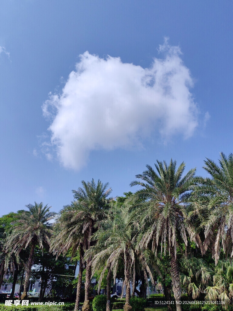 蓝天椰林风景