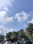 蓝天白云下的棕榈树景观
