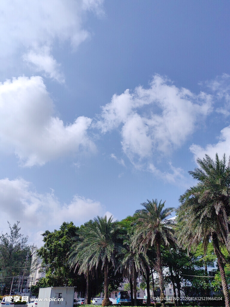 蓝天白云下的棕榈树景观