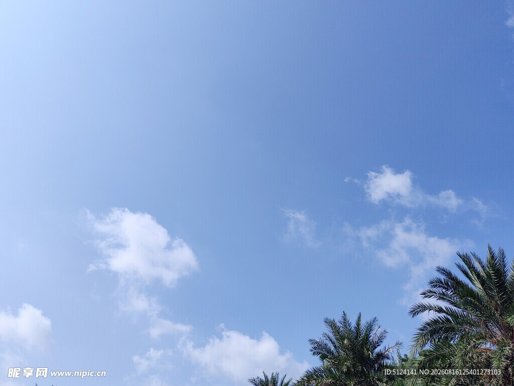 蓝天椰树风景图