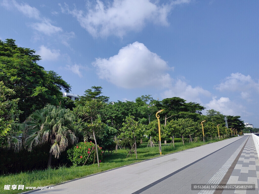 宽阔公路旁的葱郁绿植