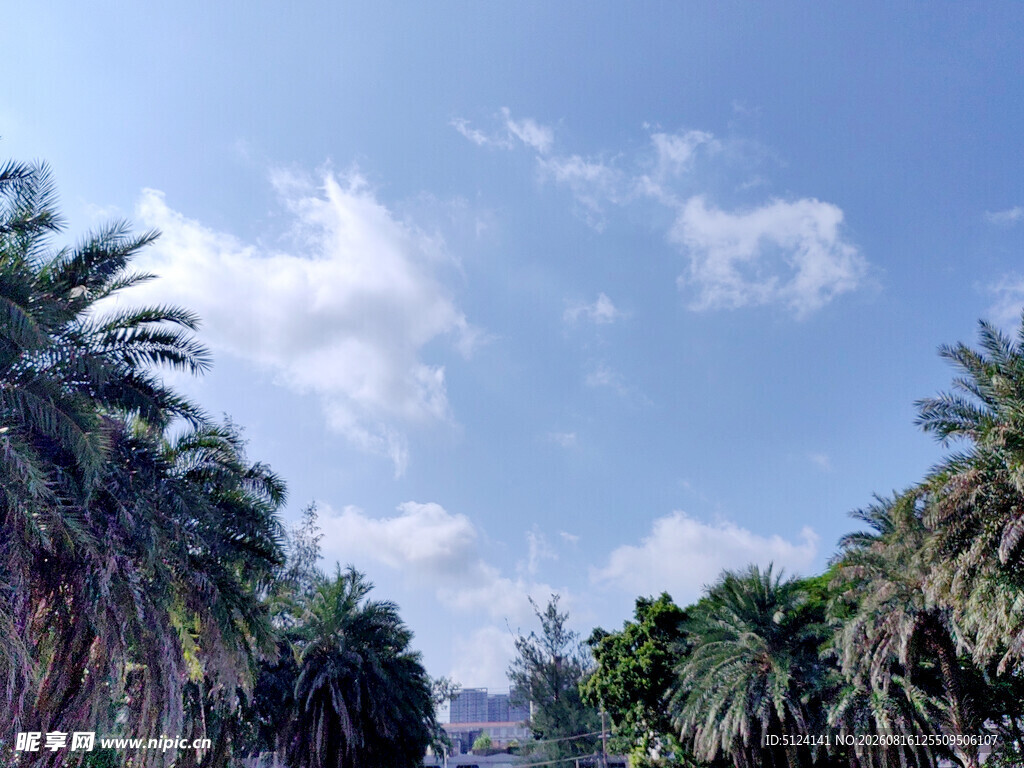 蓝天椰树风景图
